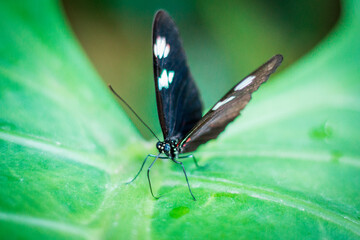 Close up shot of a black butterfly on a leaf