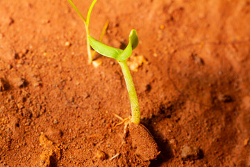 Sprouted muskmelon growing out of soil,agriculture