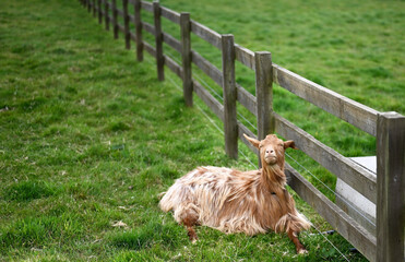 Obraz premium very cute golden Guernsey goat relaxing in a field, cute animals concept