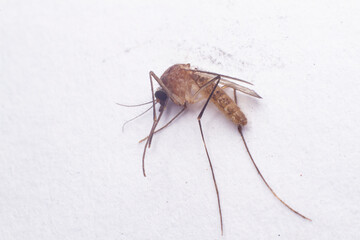 Dead mosquito isolated on white background. Extreme close-up.