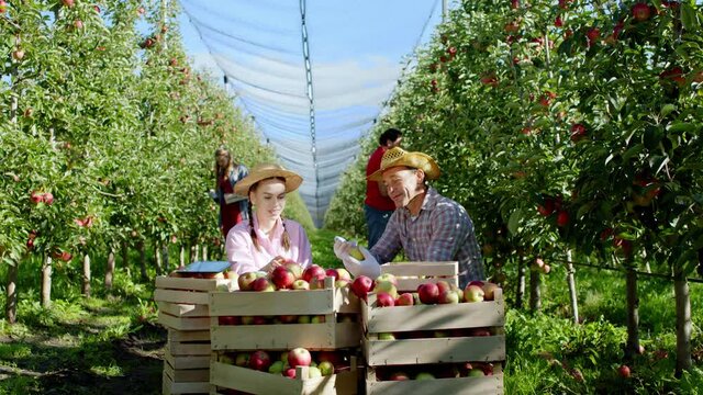 Charismatic lady and his dad farmer together analyzing the apple from the basket in the middle of apple orchard they working friendly together other workers still bringing the appl. 4k