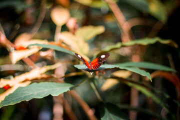 Orange butterfly resting on a plant in the tropical greenhouse in Grand Rapids Michigan