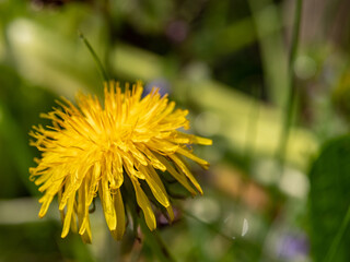 Fototapeta premium Frielingsdorf, Lindlar, Kräuter, Garten, Bergisches Land, Gewöhnliche Löwenzahn, Taraxacum sect. Ruderalia, Pusteblume, dandelions, dandelion,