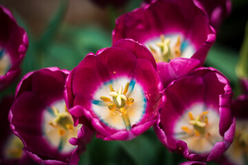 Purple tulips in bloom at the Frederik Meijer Gardens