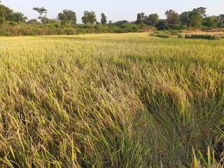 Golden Rice Field before Harvesting. Paddy, Organic Agriculture, Ears Of Rice In The Field. grain in paddy field concept. close up of golden rice field. Water in  Paddy filed.