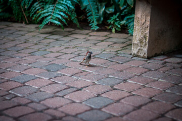 Small brown bird on the path in the tropical greenhouse