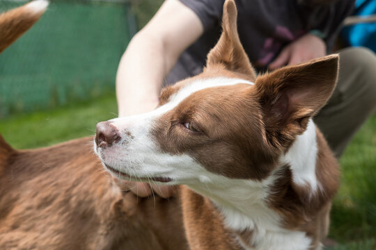 Border Collie Dog Being Pet And Scratched By Owner While Playing Outside In Backyard