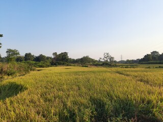 Fototapeta premium Golden Rice Field before Harvesting. Paddy, Organic Agriculture, Ears Of Rice In The Field. grain in paddy field concept. close up of golden rice field. Water in Paddy filed.