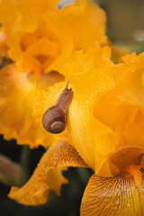 small snail on yellow iris flower
