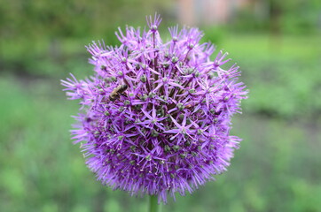 close up of a flower