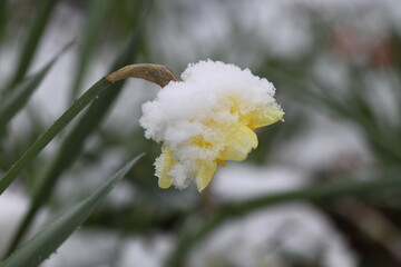 Schnee im April 2021 b