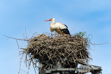 Cicogna sul nido