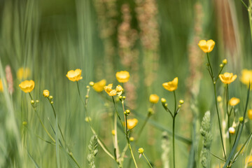 Gelbe Blumen auf einer Wiese