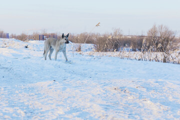 A portret mixed-breed sheepdog stares off against a winter backdrop. A cute large mixed-breed...