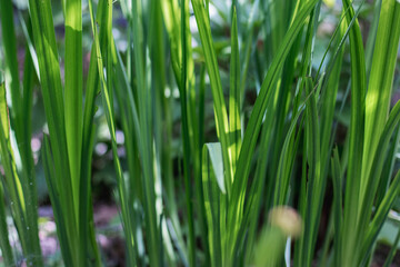 Green grass on a sunny day in the garden. Spring image.