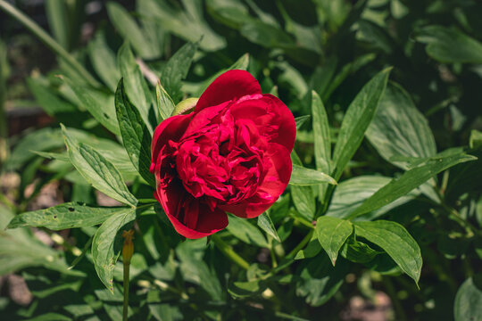 Image of a peony flower. Blooming red peony (lat. Paeonia lactiflora). Close-up of a beautiful red peony flower. Red peony flower on the background of green leaves in the garden.