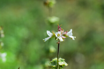 flowers in the garden