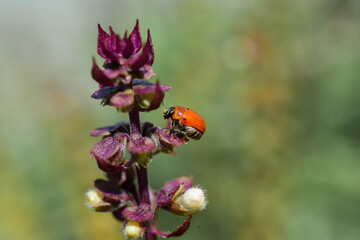 ladybird on flower