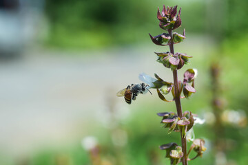 bee on a flower