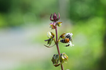 bee on a flower