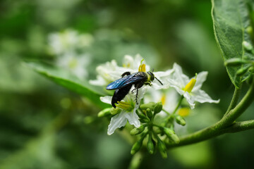 bee on flower