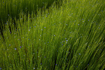 Fototapeta premium Flax field in Eure, France.