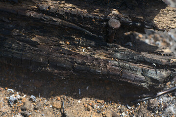 Coals after the fire. Two large burnt logs on the site of the fire. Close