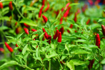 Obraz na płótnie Canvas red chili peppers