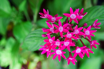 pink flowers in the garden
