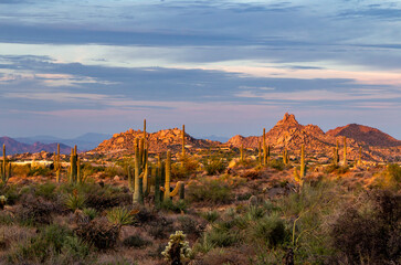 Morning Landscape With Cactus  & Pinnacle Peak In Scottsdale, AZ