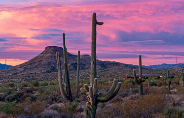 Desert Sunset Landscape With Cactus In Scottdale, AZ