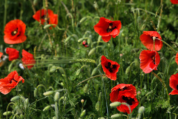 Poppies in Normandy, France.