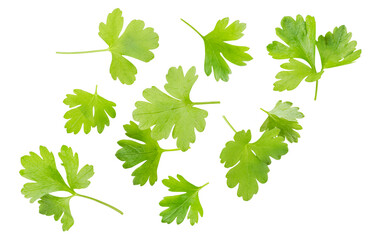 Fresh parsley leaves fly on a white background. Isolated