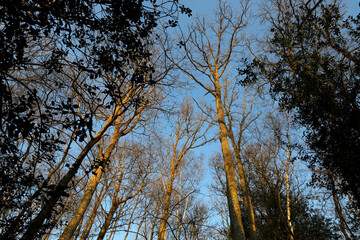 Trees in Eure, France