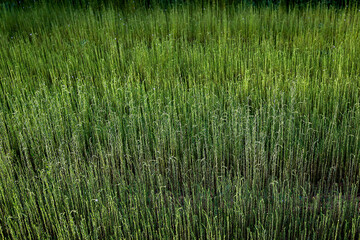 Flax field in Eure, France