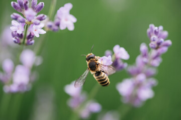 Pollination with bee and lavender with sunshine, sunny lavender.