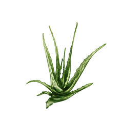 Aloe vera fresh branches with leaves. Vector color vintage hatching
