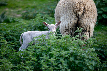 Naklejka na ściany i meble Ewe and lamb in Normandy, France.