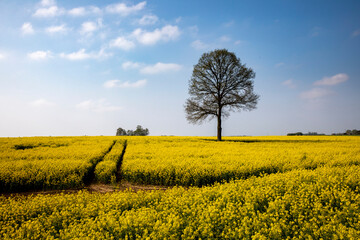 Rapeseed field in Eure, France.