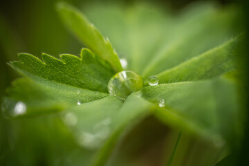 dew drop on green juicy plant, incredible wildlife