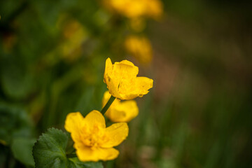 Obraz premium beautiful yellow flowers in the mountainous area, incredible wildlife