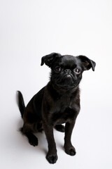 Portrait of black puppy dog, brabancon with funny face looking at camera on white background. Copyspace 