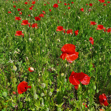 75 Best Champ De Coquelicots Images Stock Photos Vectors Adobe Stock