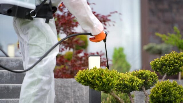 Caucasian Male Worker Spraying  Insecticide On Pine Tree. 
