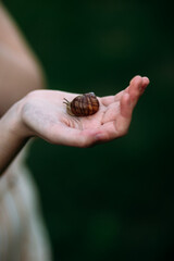 outdoors, fauna, natural, beautiful, portrait, care, childhood, beauty, human, slow, fun, nature, child, snail, hand, summer, life, animal, background, shell, environment, girl, little, garden, discov