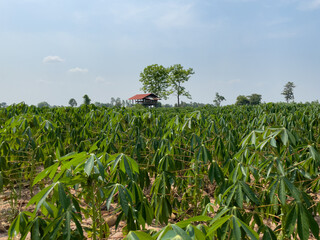 Peaceful atmosphere of cassava plantations.