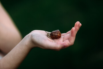outdoors, fauna, natural, beautiful, portrait, care, childhood, beauty, human, slow, fun, nature, child, snail, hand, summer, life, animal, background, shell, environment, girl, little, garden, discov