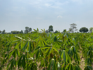 Characteristics of cassava leaves.