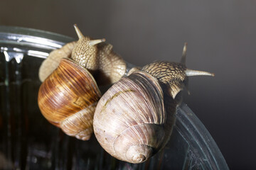 Grape snails at the edge of the terrarium. Close-up shot.