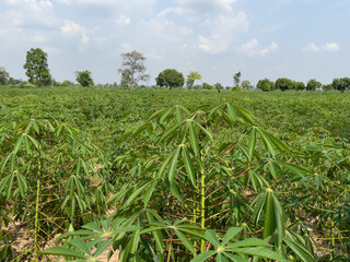 Scenery of cassava fields